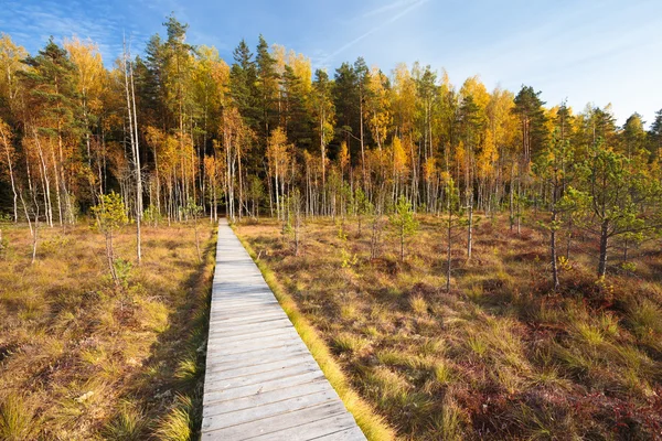 Wooden Way Pathway From Marsh Swamp To Forest. Autumn Nature Forest Landscape