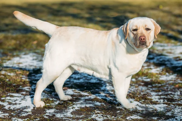 Beautiful White Female Labrador Retriever Lab Dog Staying Outdoor