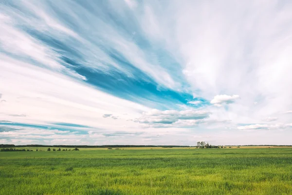 Green Field In Spring Season. Agricultural Rural Landscape At Evening