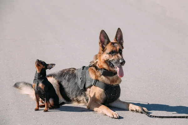 Brown German Sheepdog Alsatian Wolf Dog Sitting On Road In Sunny