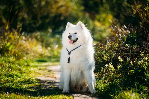 Very Funny Happy Funny Lovely Pet White Samoyed Dog Outdoor in Summer Park