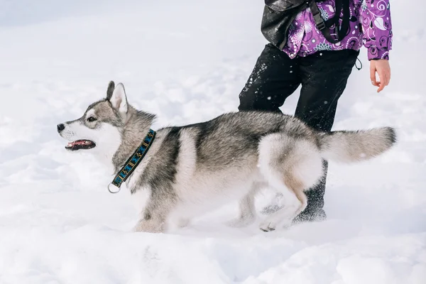 Young Husky Dog Play And Running Outdoor In Snow, Winter Season