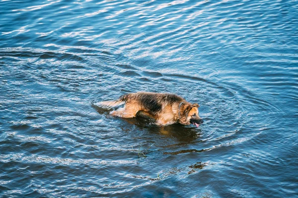 Adult Alsatian Wolf Dog, Running In Blue Water Of River Lake