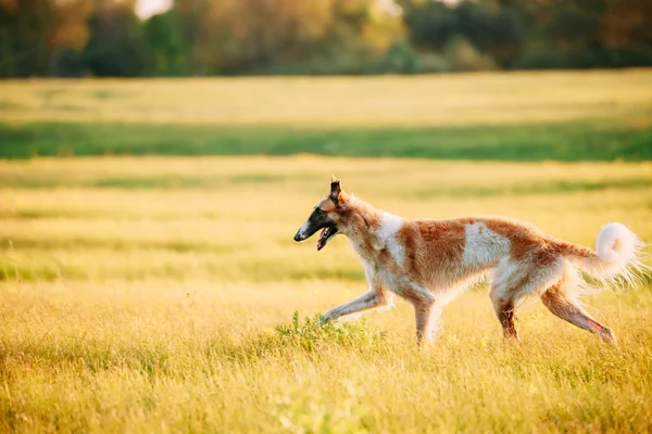 Russian Dog, Borzoi Running In Summer Sunset Sunrise Meadow