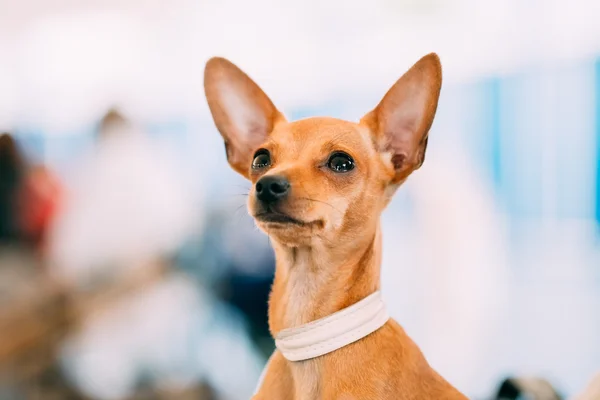 Toy Terrier Puppy Dog Close Up Portrait
