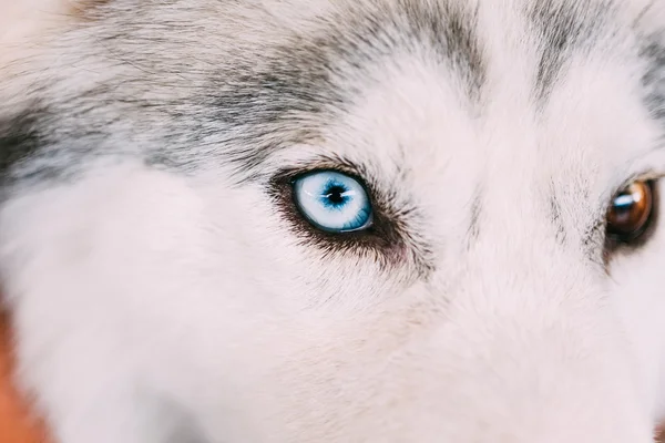 Close up on blue eye of a husky