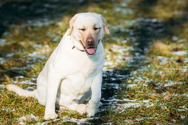 Beautiful White Labrador Lab Dog Outdoor Portrait