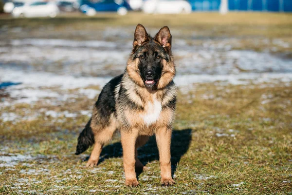 Beautiful Young Brown German Shepherd Puppy Dog Staying