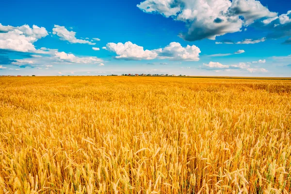 Wheat field, fresh crop of wheat