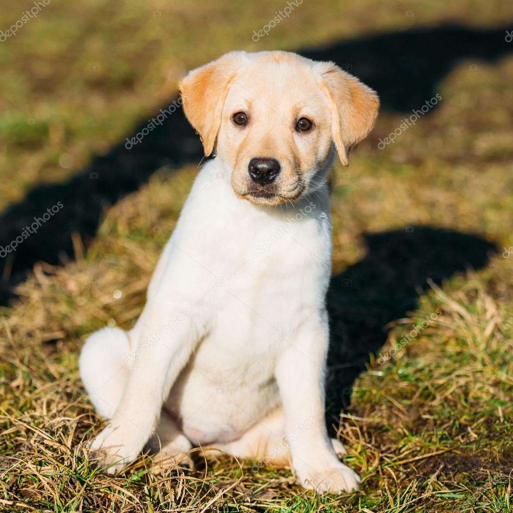 labrador