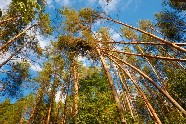 Windfall In Forest. Storm Damage. Fallen Trees In Coniferous For