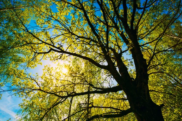 Spring Sun Shining Through Canopy Of Tall Oak Trees. Upper Branc