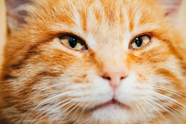 Close Up Head, Snout Of Peaceful Orange Red Tabby Cat Kitten