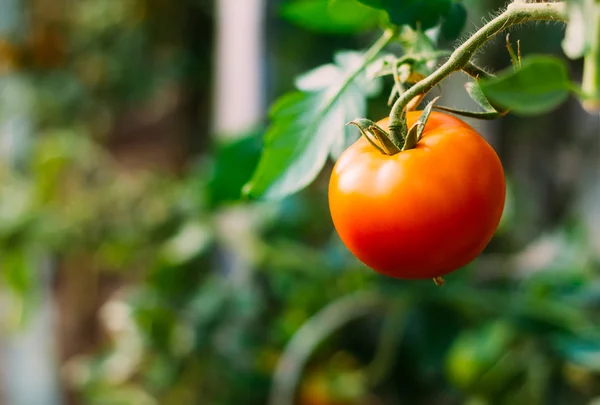 Fresh Red Tomato