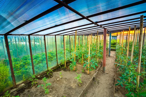 Tomato Plant. Raised Beds In Vegetable Garden