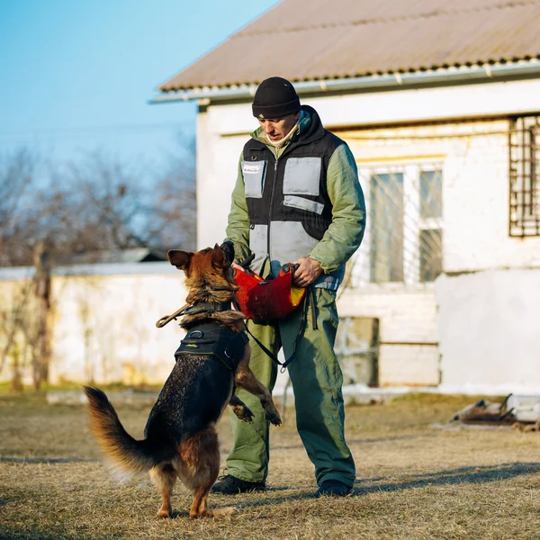 German Shepherd Dog training
