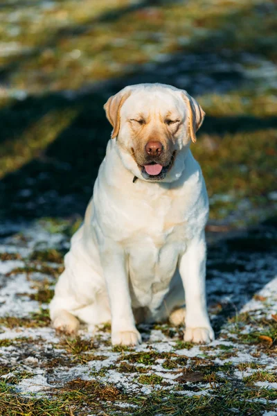 Beautiful White Labrador Lab Dog Outdoor Portrait