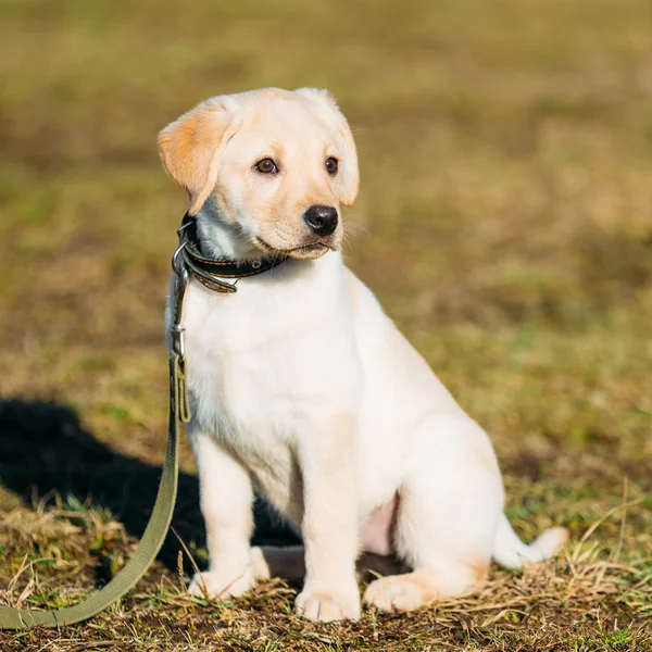 Beautiful White Dog Lab Labrador Retriever Pup Puppy Whelp
