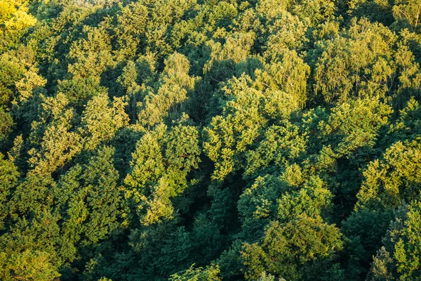 Green Summer Sunny Forest Spring Background.