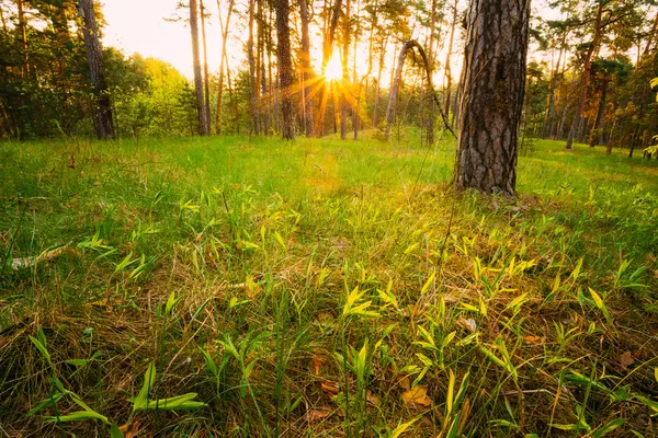 Sunbeams Pour Through Trees In Summer Spring Forest At Sunset. R