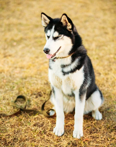 Young Happy Husky Puppy Eskimo Dog