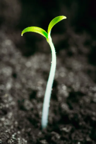 Green Sprout Growing From Seed