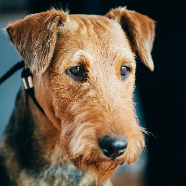 Brown Airedale Terrier Dog Close Up Portrait.