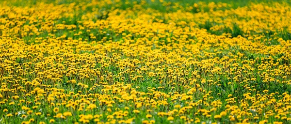 Dandelions field meadow panoramic backround, texture