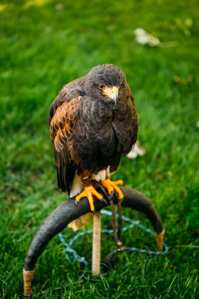 The Harriss hawk or bay-winged hawk or dusky hawk, is a medium-large bird of prey