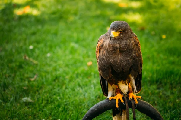 The Harriss hawk or bay-winged hawk or dusky hawk, is a medium-large bird of prey