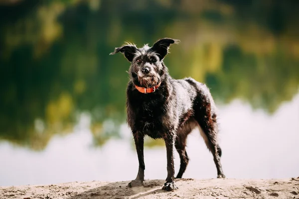 Small Size Black Dog in grass near river, lake. Summer