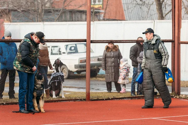 German shepherd dog training. Bitting dog.