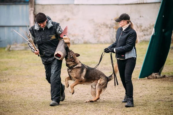 German shepherd dog training in Gomel Regional sports club and d