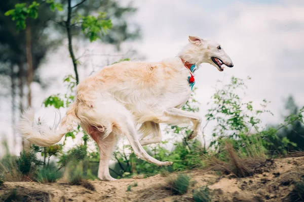 White Russian Borzoi or gazehound hunting running in forest