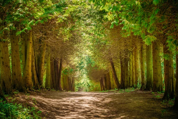 Walkway Lane Path With Green Trees in Forest. Pathway Way Throug