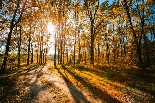 Sunny Day In Autumn Sunny Forest Trees, Green Grass. Nature Wood