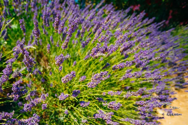 Lavender Flowers in Provence, France. Summer season