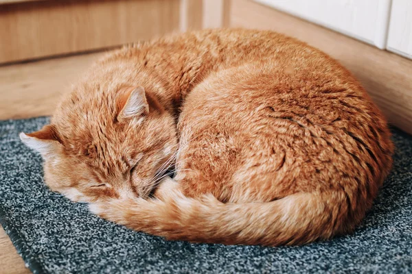 Red Cat Curled Up Sleeping in His Bed On Floor.