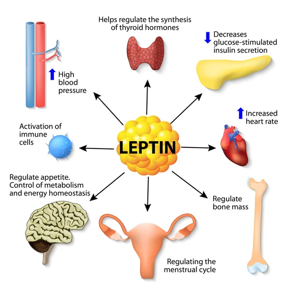 Leptin hormone effects