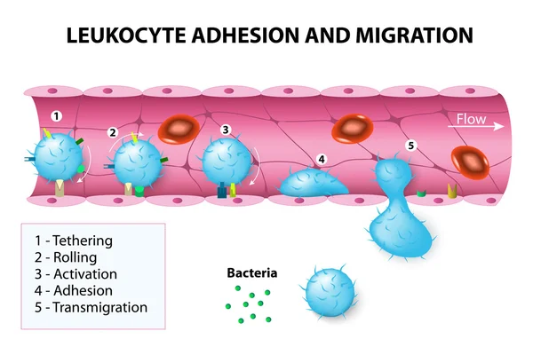 Leukocyte adhesion and migration