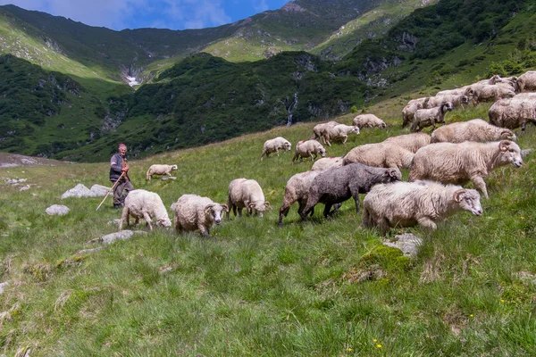 The shepherd guarding herd of sheep grazing on the slopes of the Carpathians