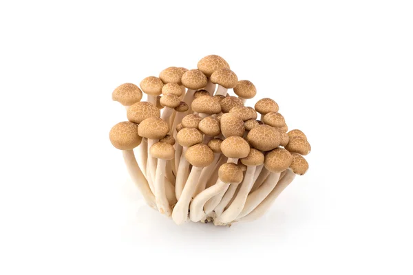 Shimeji mushrooms, water-based paints, isolated on white backgro