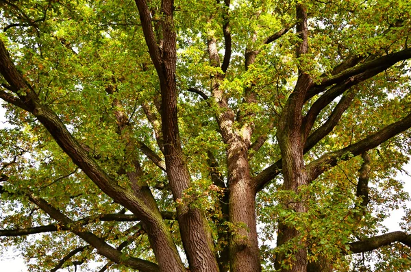 Oak tree with green leaves