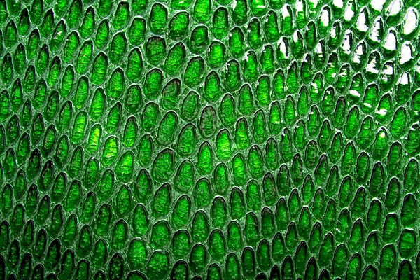 Green snake skin background
