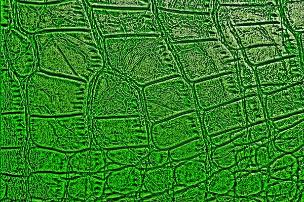 Green alligator skin texture for background