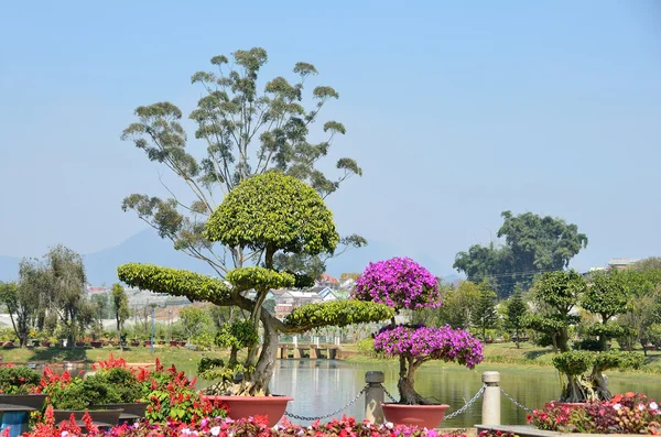 Small tree of bougainvillea in botanic garden in Dalat