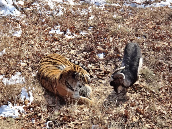 Shkotovo district, Safari park, Far east, Russia, Desember, 01, 2015. The Amur tiger made friends with served to him for dinner a goat and a few days living with him in one cage