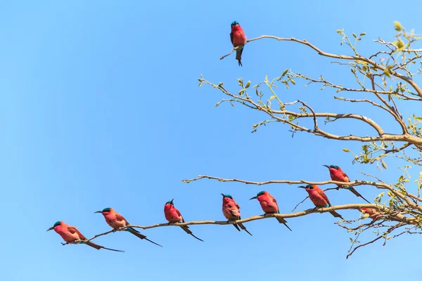 Tree with bee eaters sitting on a branch