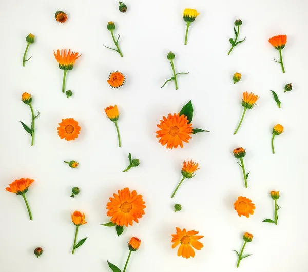 Colorful bright pattern of orange calendula flowers on white background. Flat lay