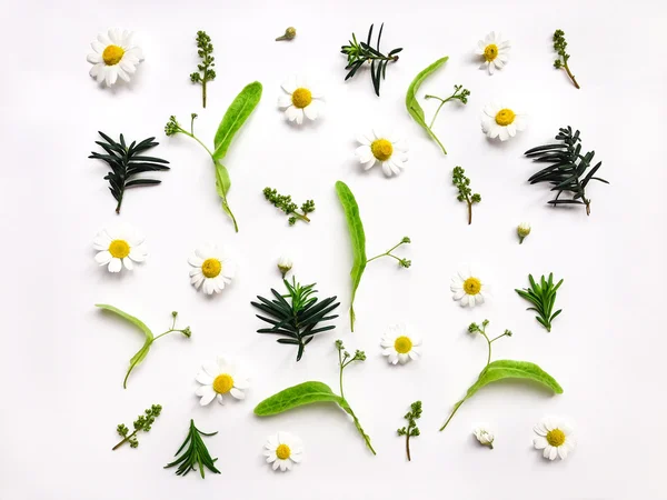 Colorful bright pattern of meadow herbs and flowers on white background. Flat lay photo